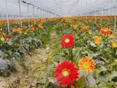 溫州發展了鮮切花種植基地
