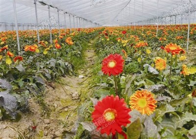 浙江:溫州發展了鮮切花種植基地(配圖)