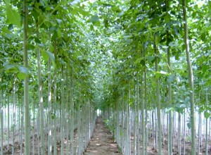 園林景觀知識：苗木綠化養護中灌水基礎知識 (0)