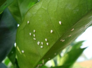 秋季花卉主要發生的病蟲害及其防治 (2)