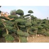 花木價格：小葉女貞造型樹、廣玉蘭、月季、馬褂木、南天竹、桂花