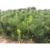 大量供應樟子松