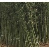 大量供應早園竹