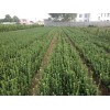 大量供應大葉黃楊