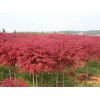 求購15公分美國紅楓