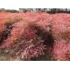 紅天竹