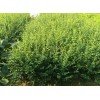 求購小葉女貞,高50,冠30,杯苗,數(shù)量5萬株,有貨的請趕緊聯(lián)系