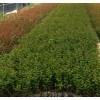 求購8公分紫薇,容器苗,有貨的請趕緊聯(lián)系