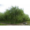 求購18公分旱柳2000棵，土球60公分，定桿3米