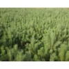 甘肅求購2米云杉6千株，土球30×40，冠一米三以上要西北貨