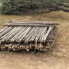 求購白蠟桿，武術桿，鐵鍬柄