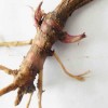 供應 藍翔園藝 花卉苗木，紫松果菊宿根
