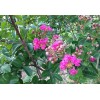 四川花卉苗木紫薇苗盆栽大紅紫薇苗癢癢樹百日紅綠化苗木包郵