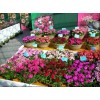 求購花盆 綠植花卉 盆栽 家庭園藝