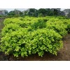 廣東佛山 求購：黃榕22x22以上7斤袋2萬棵