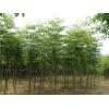 求購11-12厘米黃山欒樹1400棵