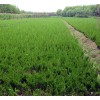 求購1.5-1.8米刺柏1萬棵
