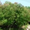 求購0.8厘米左右黃櫨小苗5萬棵