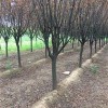 肥西紅葉李8-9-10全國(guó)供應(yīng)基地、首先志立苗圃