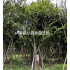 樸樹，叢生樸樹，四川地區供應樸樹