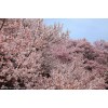 桂花、紅楓、櫻花、紅綠梅