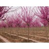 河南地區(qū)供應(yīng)9-40公分巨紫荊