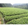 求購冠80厘米的杜鵑毛球