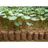 緊急求購60公分高云杉，帶營養(yǎng)缽的，數(shù)量3萬棵，速聯(lián)系！