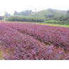供應安徽合肥肥西紅花繼木球、紅花繼木、當年紅花繼木小苗