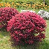 供應(yīng)紅花積木色塊，小毛球，及球