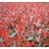 專供應(yīng)浙江金華新上市紅葉石楠小苗低價格容器苗春天小杯基地