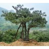 黑松批發，黑松直銷，1----15公分 造型黑松