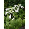 求購(gòu)：玉簪5000盆，四季玫瑰3500盆，叢生木槿700棵，繡線菊3000盆，金娃娃萱草3100盆！