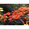 求購：元寶楓18公分的40顆