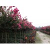供應紅花紫薇、紅花紫薇小苗、紅花紫薇工程苗