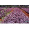 紅花繼木行情報價\紅花繼木圖片展示