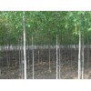 速生白蠟3公分