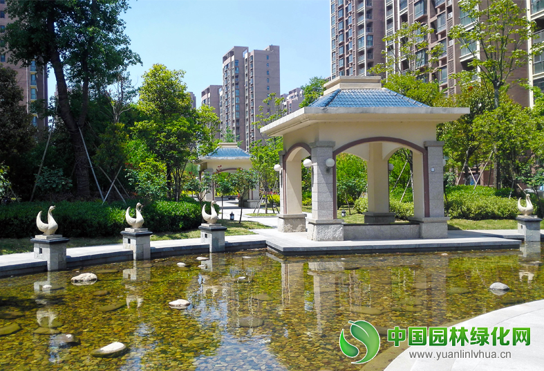 天鵝戲水19