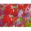 供應：太康縣楸樹速生楊全紅楊總基地供應