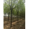 求購：國槐5公分