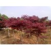 肥西紅葉李8-9-10全國供應基地、首先志立苗圃