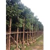 重陽木基地 重陽木樹木批發
