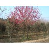 肥西紅葉李8-9-10全國供應基地、首先志立苗圃