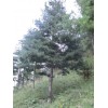 供應：華山松，白皮松，龍柏，榆樹，五角楓，海棠等各種綠化苗