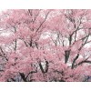 供應：櫻花、西府海棠、紅寶石海棠