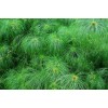 紙莎草報價/廣東紙莎草報價