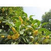 廣西省桂林市全州供應桂花10一30公分大桂花。