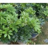 江西鵝掌楸基地