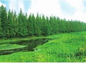 綠滿三湘——湖南如何推進(jìn)城鄉(xiāng)生態(tài)協(xié)調(diào)發(fā)展