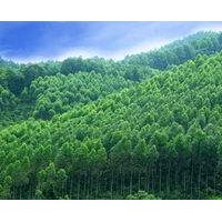 湖南岳陽：發(fā)展林業(yè)經(jīng)濟 助力精準扶貧